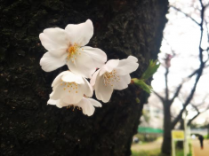 桜