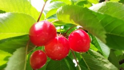 IMG_20160612_084731