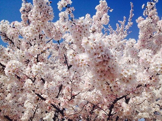 今年も桜の季節がやってきました！